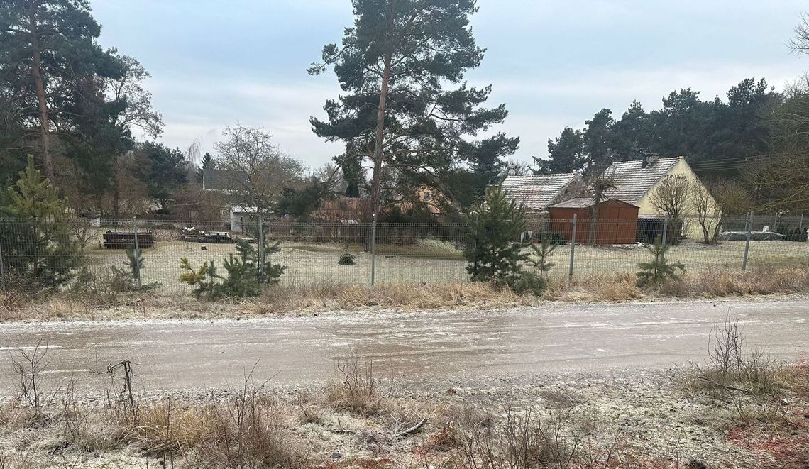 Wilki pod oknami w mroźną noc. Ślady po ataku przy drodze