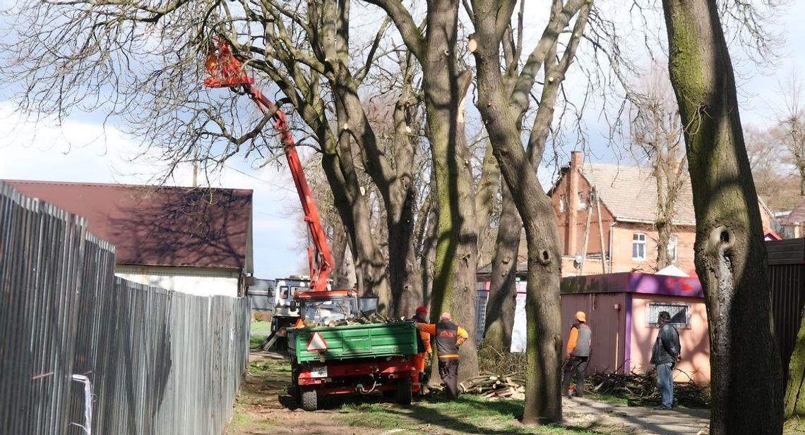 Wiosenna przycinka na alei kasztanowej