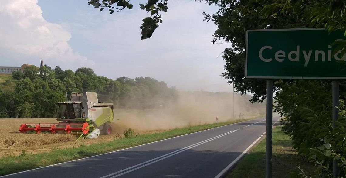 Żniwa w Cedyni w czasie suszy